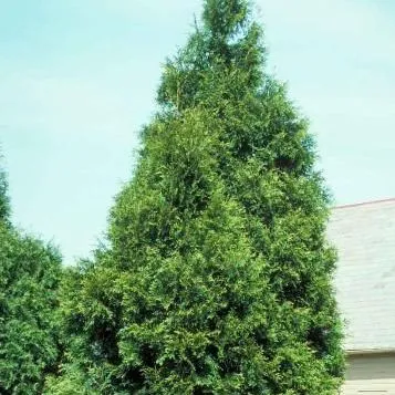 thumbnail for publication: Thuja plicata 'Fastigiata': 'Fastigiata' Giant Arborvitae